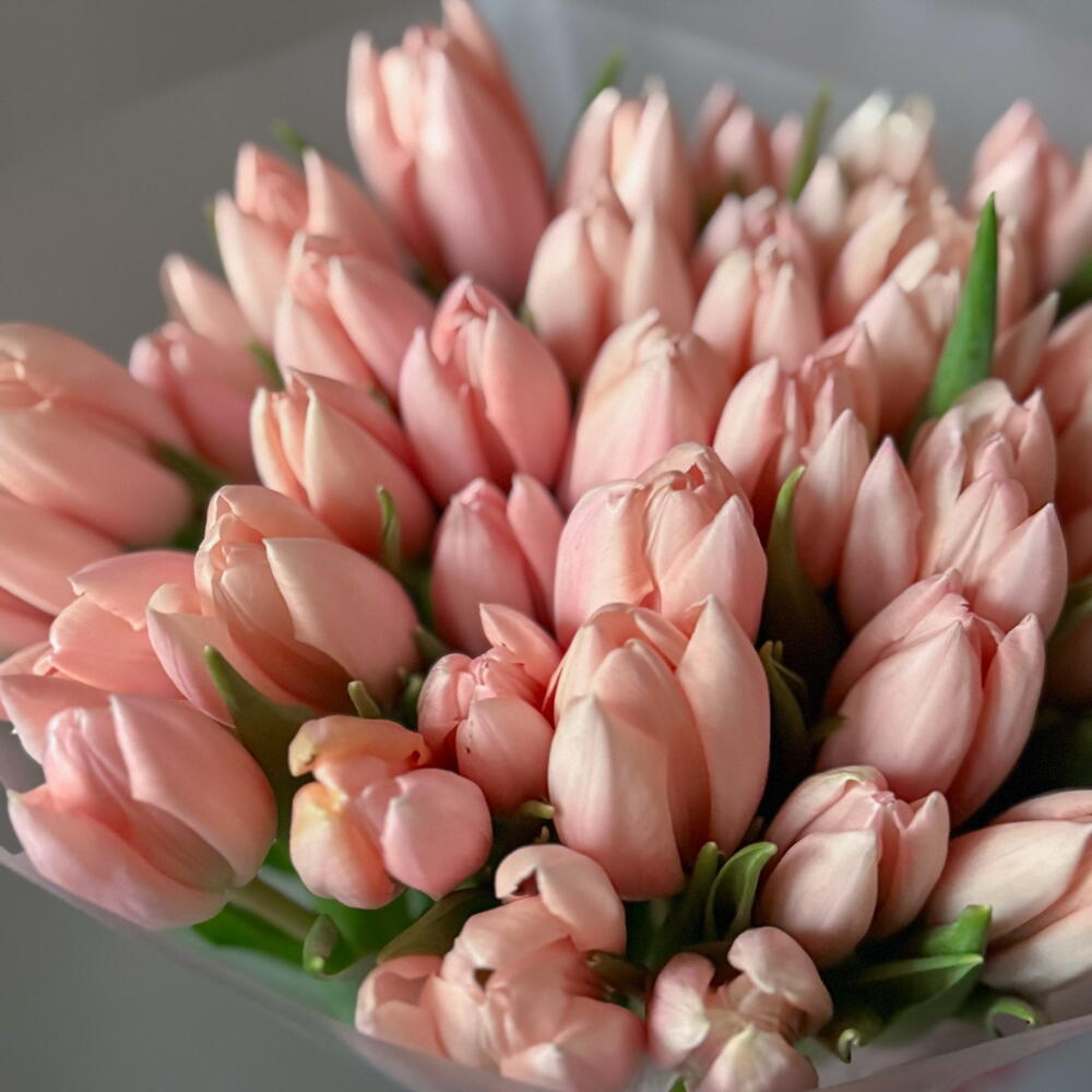 Розовые тюльпаны — вид 2