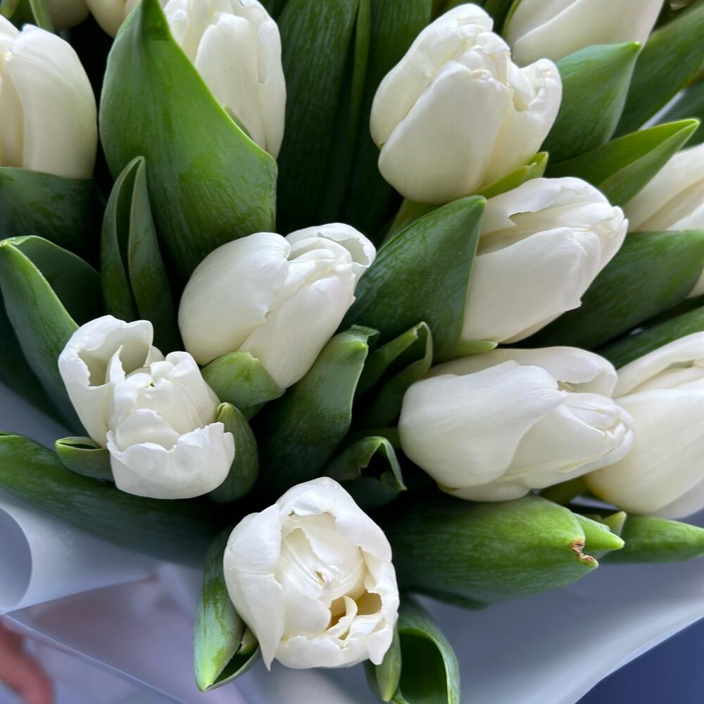 Белые тюльпаны — вид 4