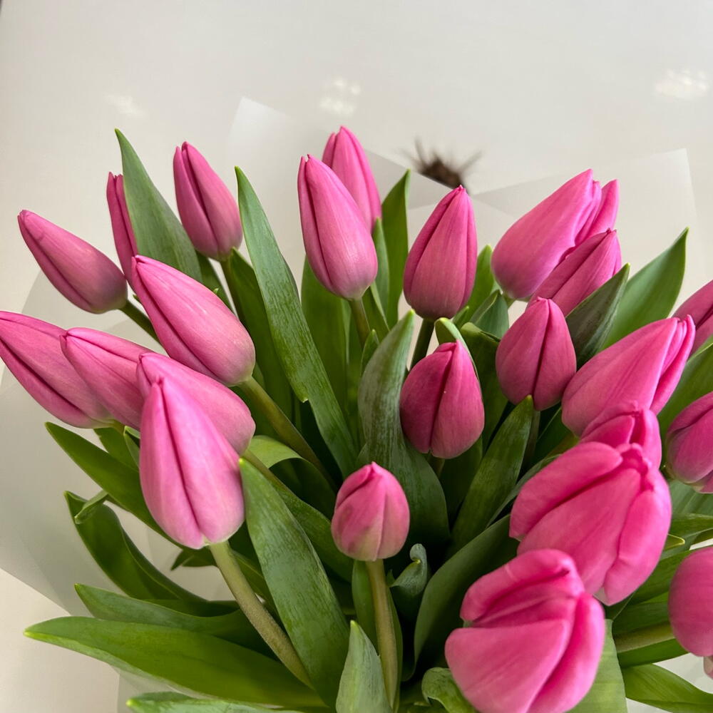 Розовые тюльпаны — вид 2