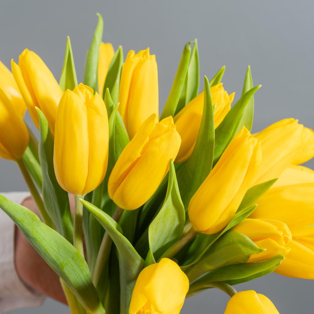 Желтые тюльпаны — вид 3