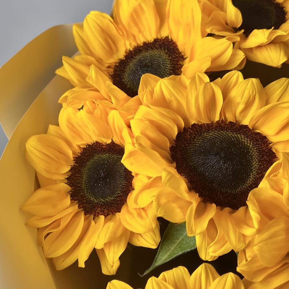 Солнце пустыни — вид 3