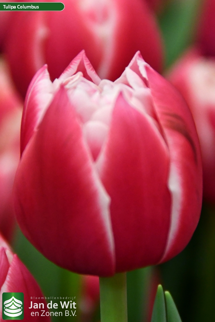 Columbus — оптовая продажа