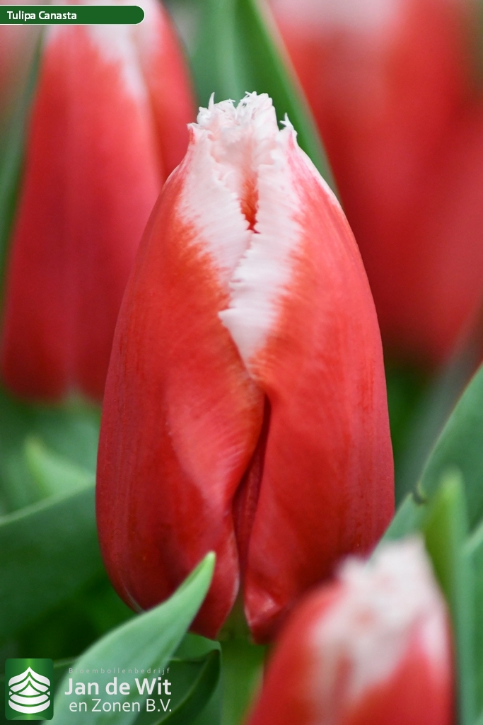 Canasta — оптовая продажа