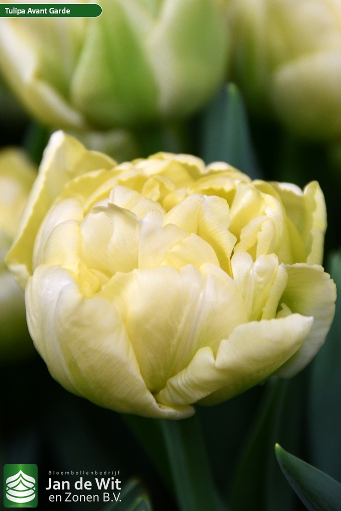 Avant Garde — оптовая продажа