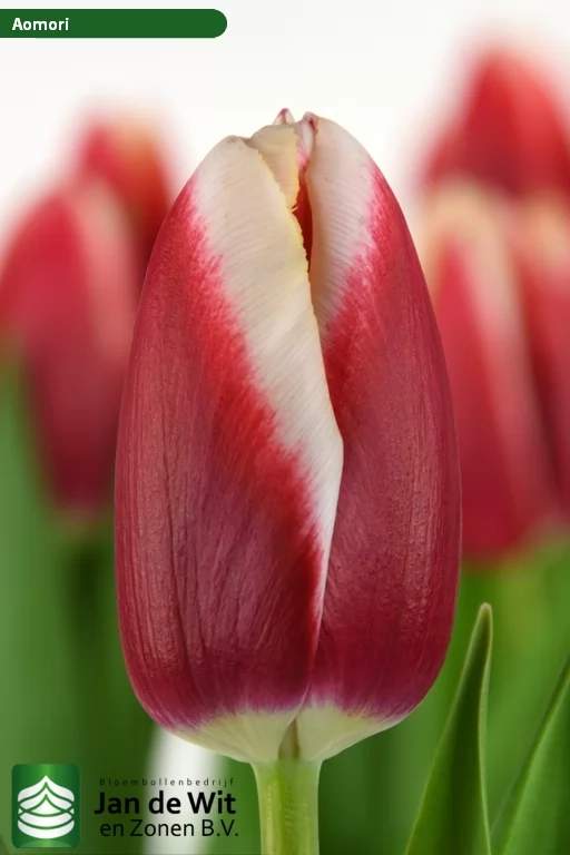 Aomori — оптовая продажа