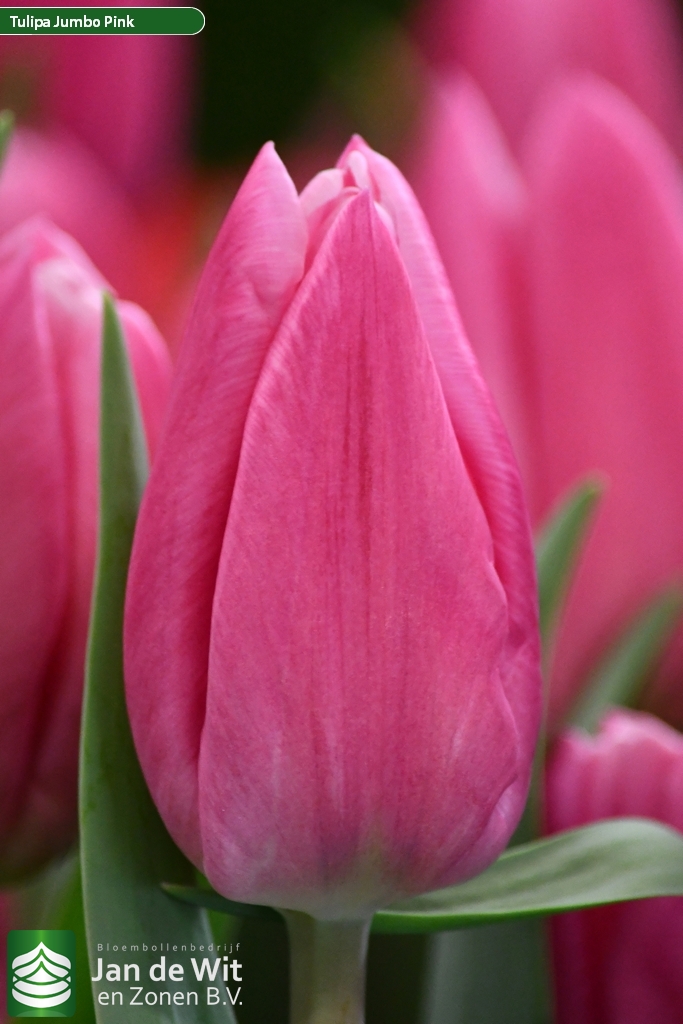 Jumbo Pink — оптовая продажа