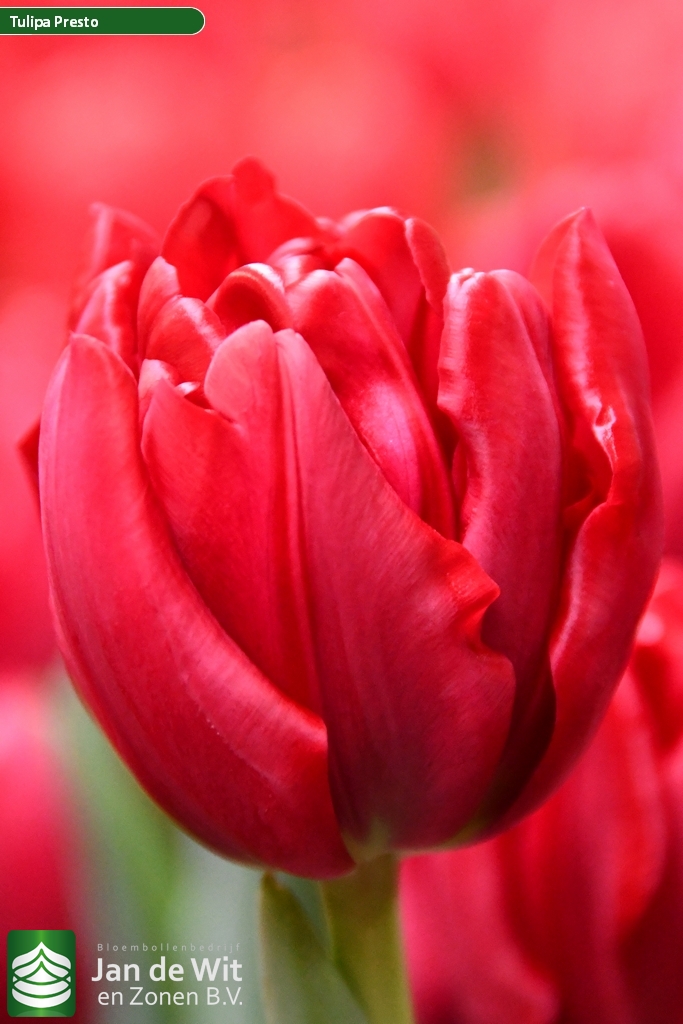 Presto — оптовая продажа