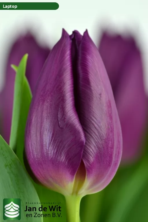 Laptop — оптовая продажа