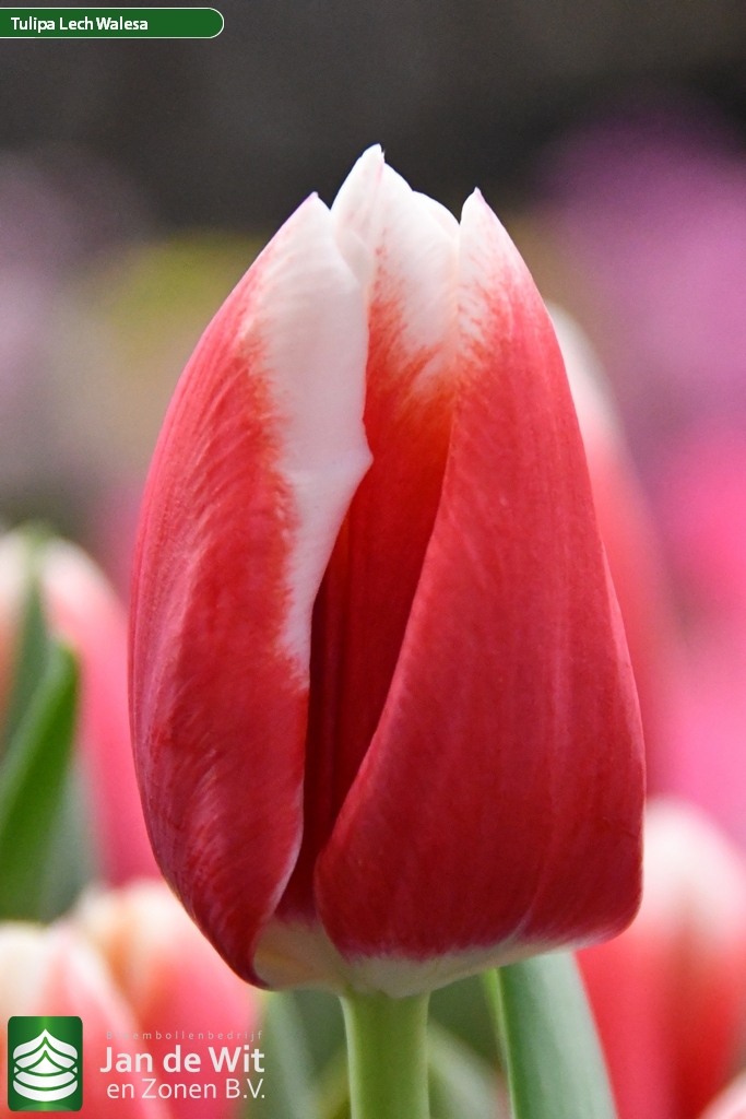 Lech Walessa — оптовая продажа