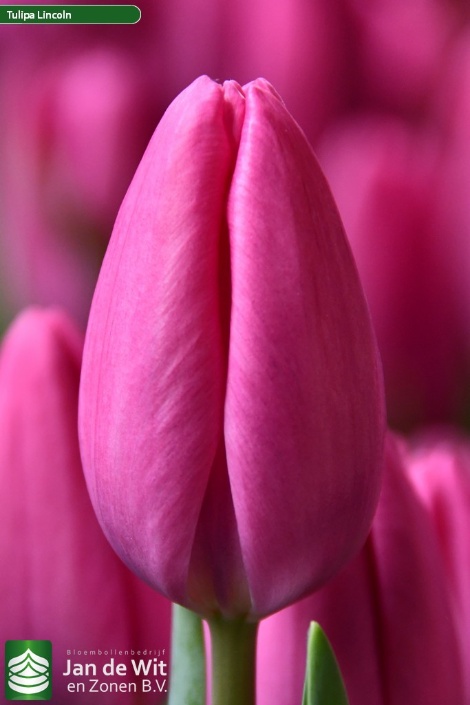 Lincoln — оптовая продажа