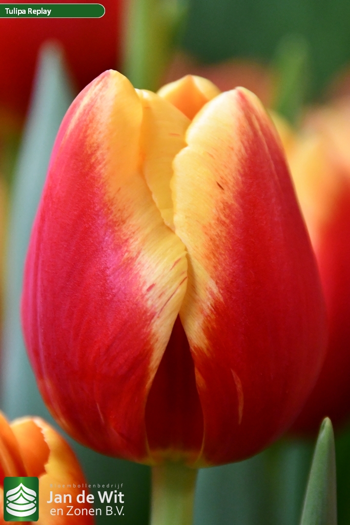 Replay — оптовая продажа