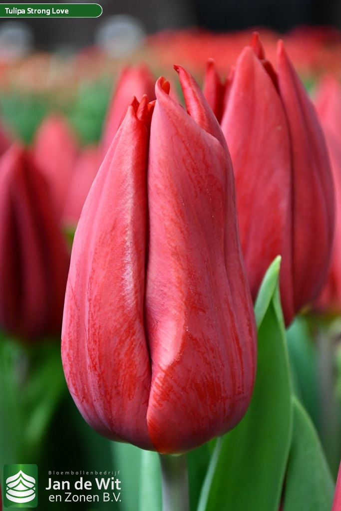 Strong Love — оптовая продажа