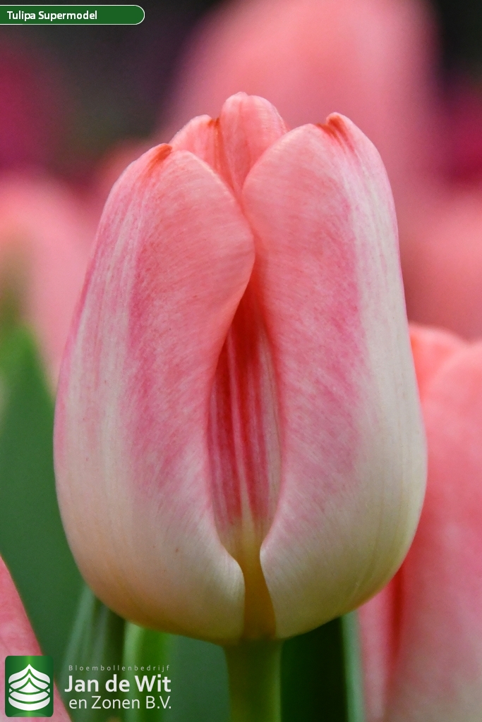 Supermodel — оптовая продажа