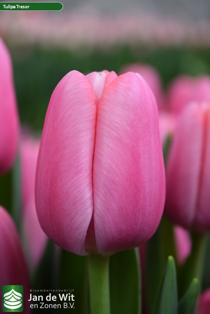 Tresor — оптовая продажа